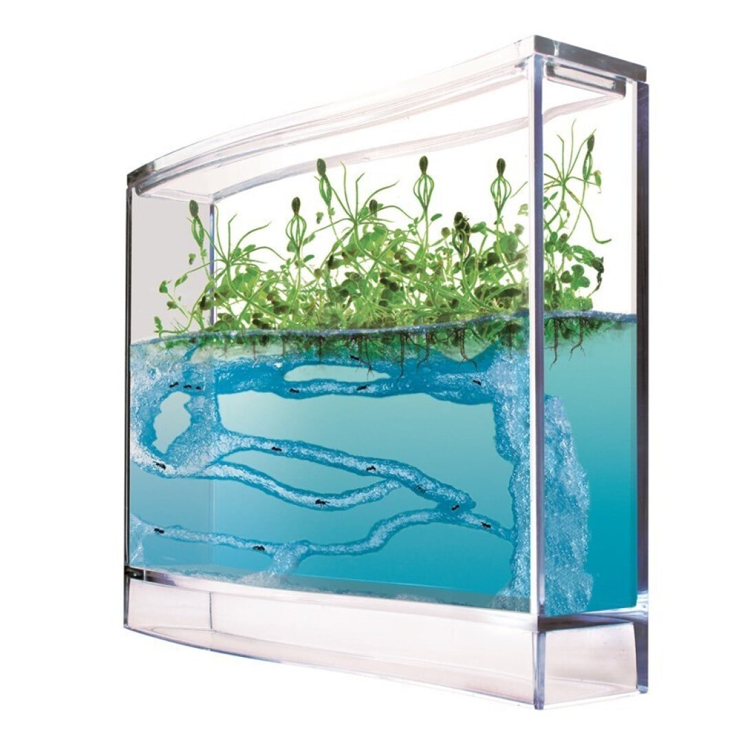 Ecosistema de Hormigas y Plantas