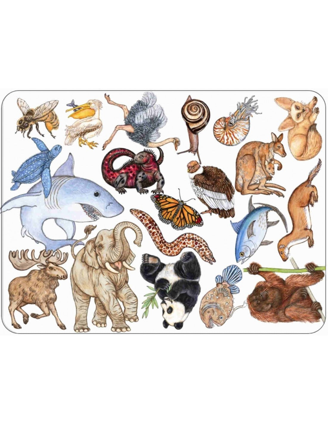 CARTAS Zanimaatch - DJECO