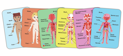 Puzle Magnético del Cuerpo Humano - HAPE